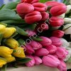 ТЮЛЬПАНЫ