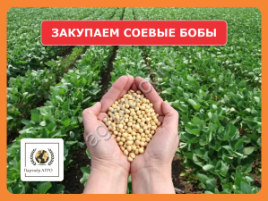 Ищем поставщиков соевых бобов (бобы сои) в Алтайском крае