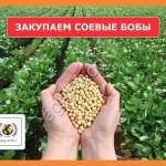Ищем поставщиков соевых бобов (бобы сои) в Алтайском крае