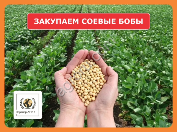 Ищем поставщиков соевых бобов (бобы сои) в Алтайском крае