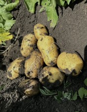 Картофель КФХ