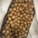 Орехи Макадамия в скорлупе