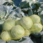 Капуста чищеная