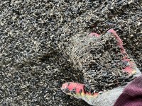 Подсолнечник масленичный (отходы)