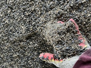 Подсолнечник масленичный (отходы)