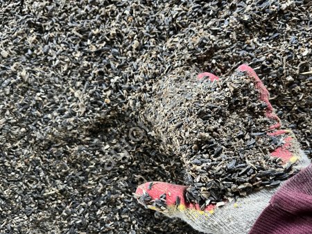 Подсолнечник масленичный (отходы)