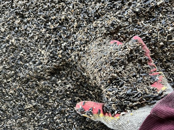 Подсолнечник масленичный (отходы)