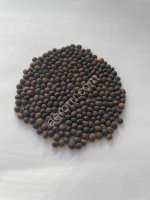 Вика посевная