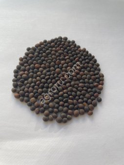 Вика посевная