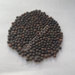 Вика посевная