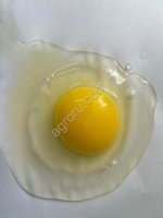 Яйцо столовое пищевое СВ, С0, С1, С2, Павловская ПТФ, Алтайский край