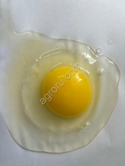 Яйцо столовое пищевое СВ, С0, С1, С2, ОПТ от производителя, Алтайский край