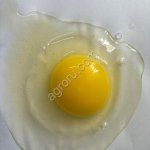 Яйцо столовое пищевое СВ, С0, С1, С2, ОПТ от производителя, Алтайский край