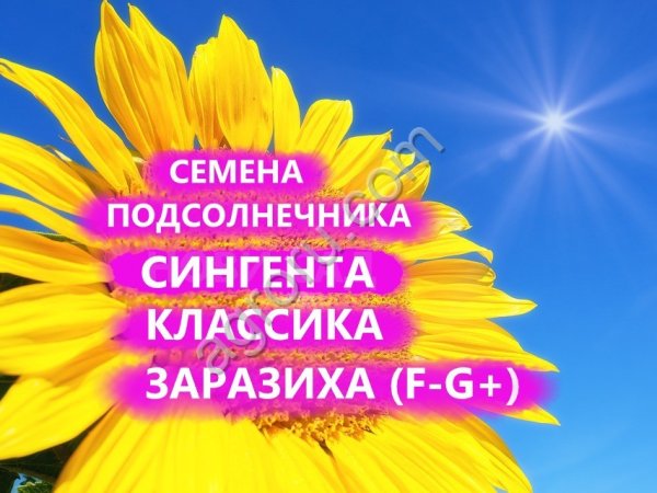ГИБРИДЫ СЕМЕНА ПОДСОЛНЕЧНИКА ТУТТИ (СИНГЕНТА, SYNGENTA)
