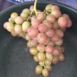 Виноград столовых сортов