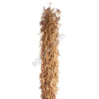 Семена сои сорт БАРА селекции СОКО