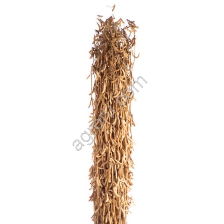 Семена сои сорт БАРА селекции СОКО