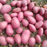 картофель под мойку