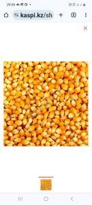 Кукуруза