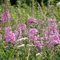 Семена и корни Иван-чая (Кипрея узколистного).