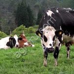 Электропастух