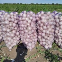 Лук белый/красный