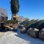 Саженцы и крупномеры деревьев ель сосна обыкновенная