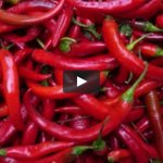 Острый перец