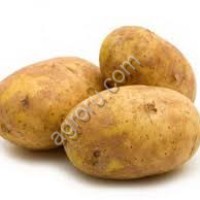 Картофель Аризона