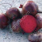 Семена свеклы Бордо 237