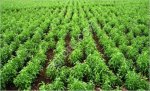 Стевия, или двулистник сладкий Stevia rebaudiana (Bertoni) Bertoni. (Астровые - Asteraceae Dum.)