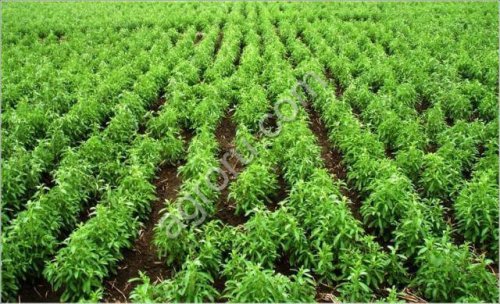 Стевия, или двулистник сладкий  Stevia rebaudiana (Bertoni) Bertoni. (Астровые - Asteraceae Dum.)