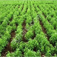 Стевия, или двулистник сладкий Stevia rebaudiana (Bertoni) Bertoni. (Астровые - Asteraceae Dum.)