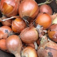 Репчатый лук