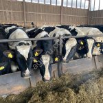 Нетели черно пёстрые