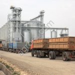 Пшеница 3 класса