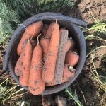 морковку сорт Абака