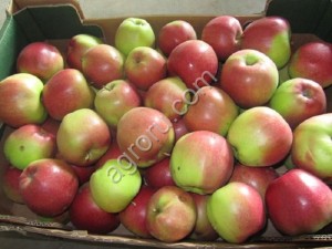 Яблоки Джонаголд оптом от производителя