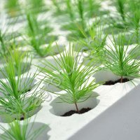 Сеянцы ели сибирской ЗКС