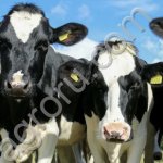 Животноводческий комплекс (молочная ферма)