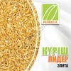 Семена риса
