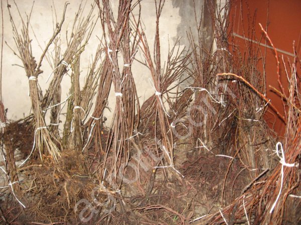 Саженцы яблонь