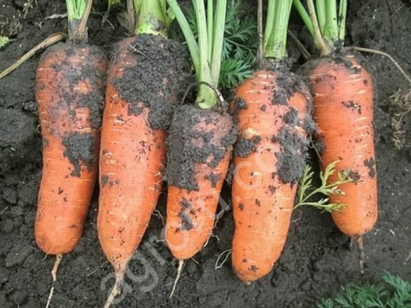 Семена моркови Абако фр.2.0-2.2