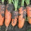 Семена моркови Абако фр.2.0-2.2