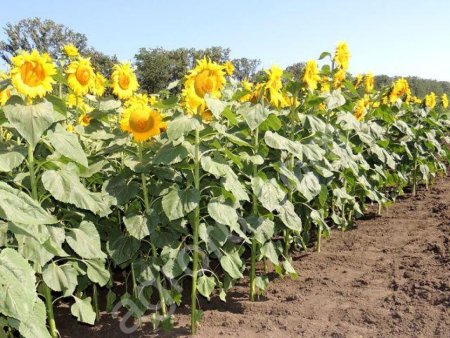 семена подсолнечника Меркурий F-1