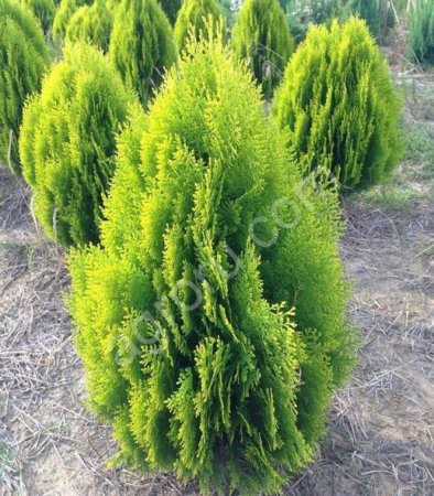 Саженцы Пирамидальной Туи Оптом