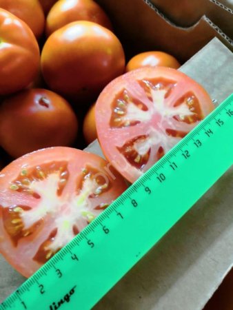 Томат тепличный круглый красный