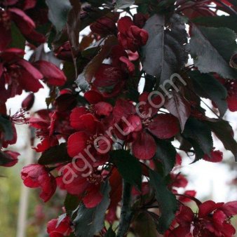 саженцы оптом