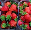 Рассада клубники Клери,Сан Андреас,Мурано,Кабрилло