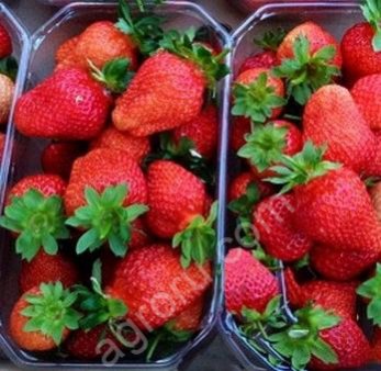 Рассада клубники Клери,Сан Андреас,Мурано,Кабрилло